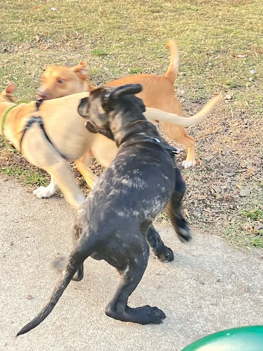 Deer Lick Dog Park 7