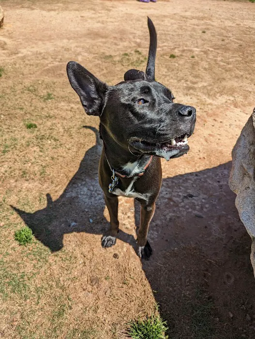 Bark Park - International Park 8