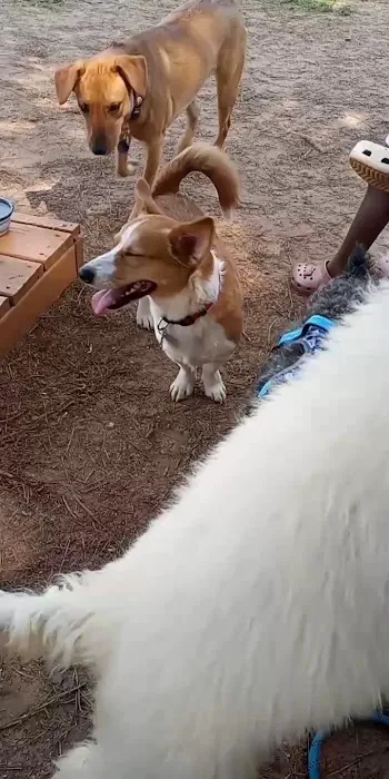 Dog park 1