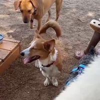 Dog park ico