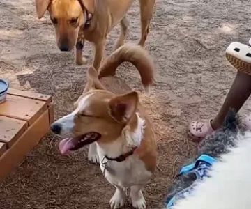 Dog park
