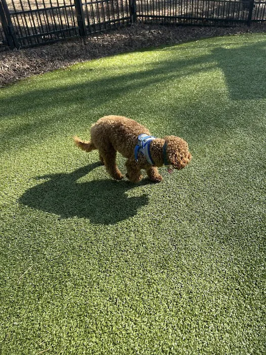 Town Center Dog Park 1