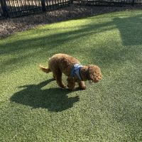 Town Center Dog Park ico