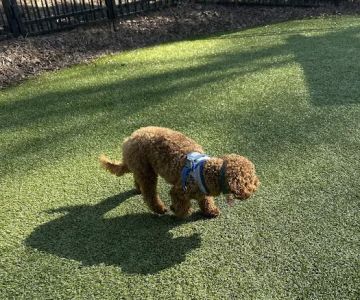Town Center Dog Park