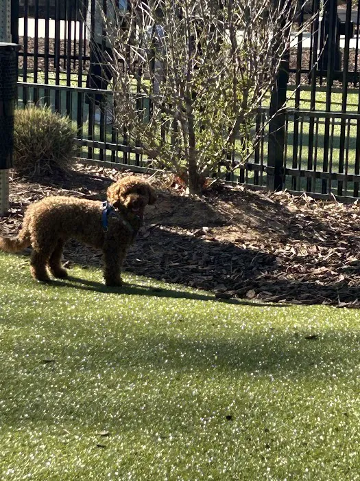 Town Center Dog Park 2