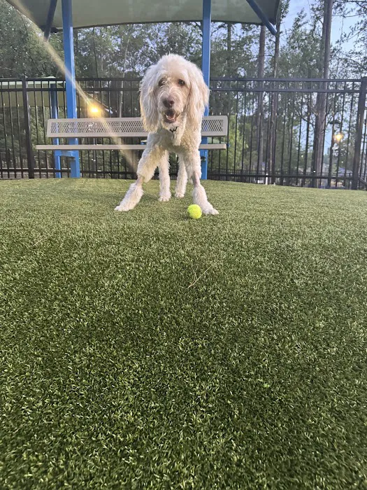 Town Center Dog Park 6