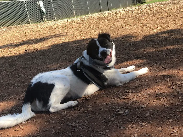 Dog Park at Leita Thompson 3