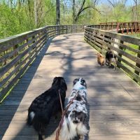 Woofstock Dog Park ico
