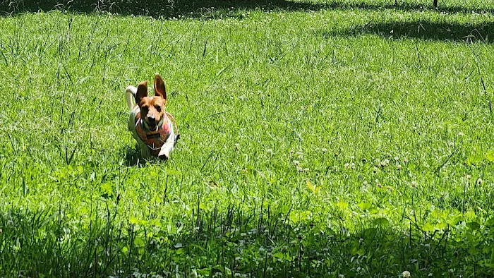 Canton Paw Park 1