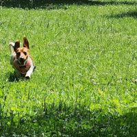 Canton Paw Park ico