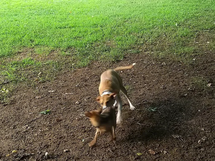 Canton Paw Park 3