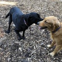 Peachtree City Dog Park ico
