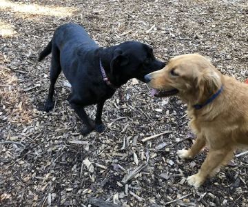 Peachtree City Dog Park