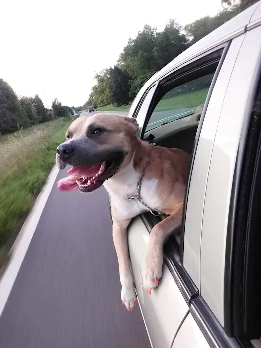 Carver Road Dog Park 2