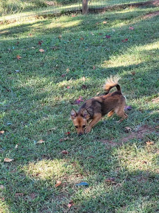 Carver Road Dog Park 4