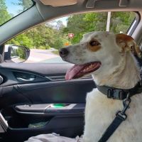 Dallas Dog Park ico
