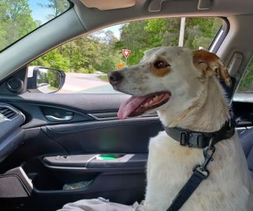 Dallas Dog Park