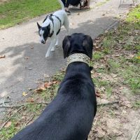 Dog Woods at Coleman Camp Park ico