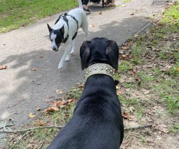Dog Woods at Coleman Camp Park
