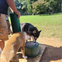 Bartow County Dog Park ico