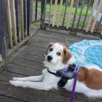 Dog Park at Love's Travel Stops ico