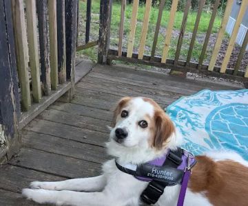 Dog Park at Love's Travel Stops