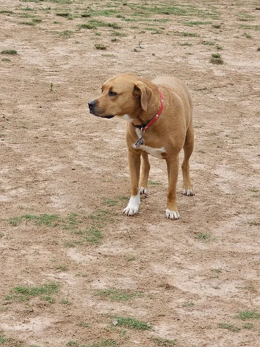 Rock Springs Park Dog Park 7