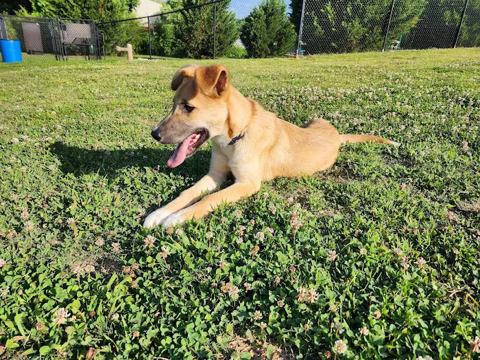 Mulberry Creek Dog Park 1
