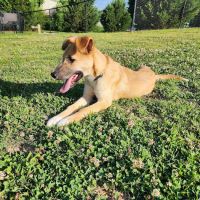 Mulberry Creek Dog Park ico