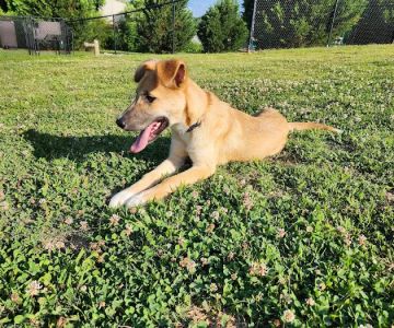 Mulberry Creek Dog Park