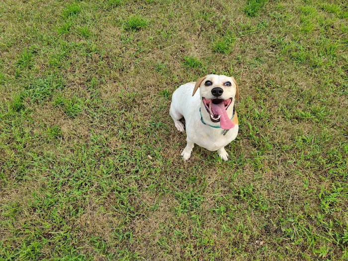 Rabbit Hill Park- Dog Park 4