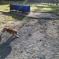 Rabbit Hill Park- Dog Park ico
