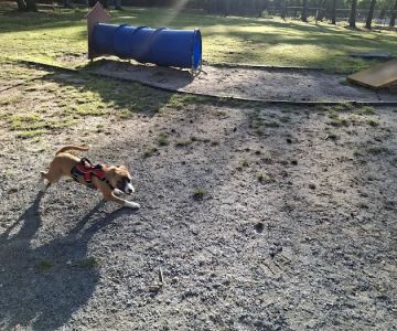 Rabbit Hill Park- Dog Park