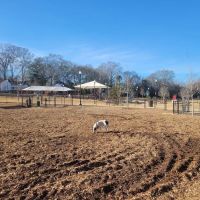 Southbend DogPark ico