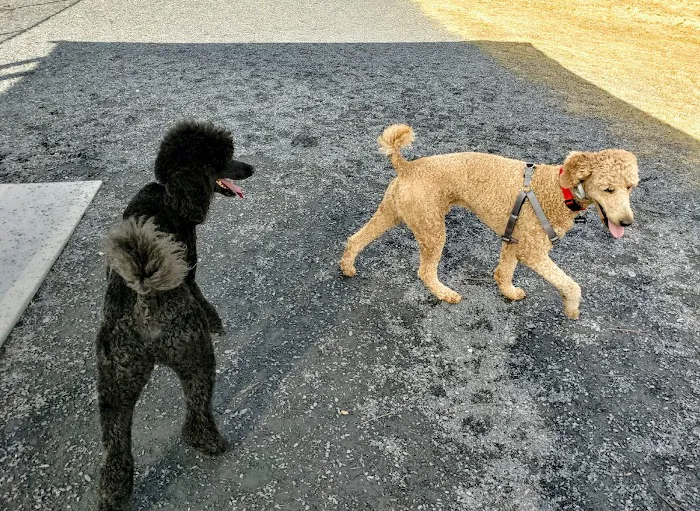 Harbins Dog Park 5