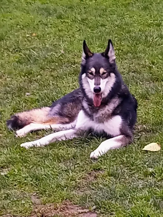 Harbins Dog Park 3