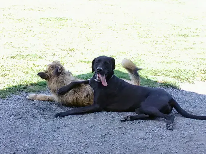 Harbins Dog Park 2