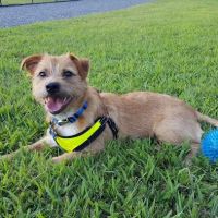 Harbins Dog Park ico