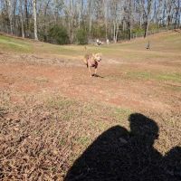 Laurel Bark Park ico