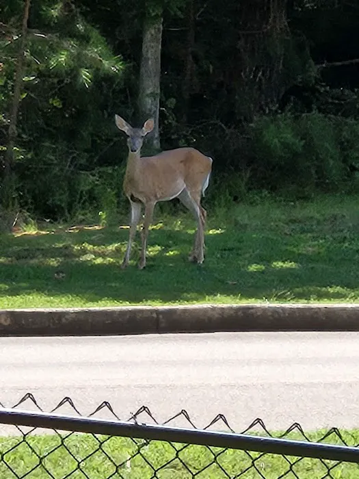 Laurel Bark Park 8