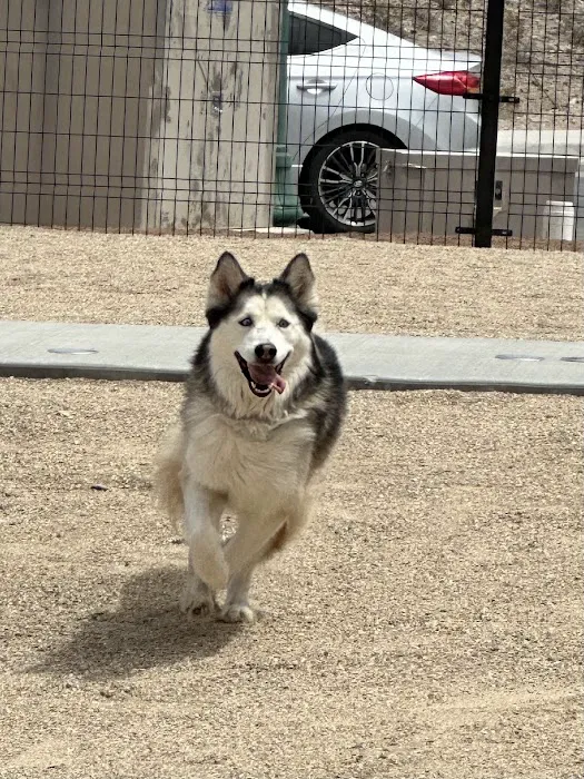 MUTTZ El Paso- Dog Park Bar 1