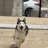 MUTTZ El Paso- Dog Park Bar ico