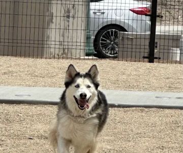 MUTTZ El Paso- Dog Park Bar