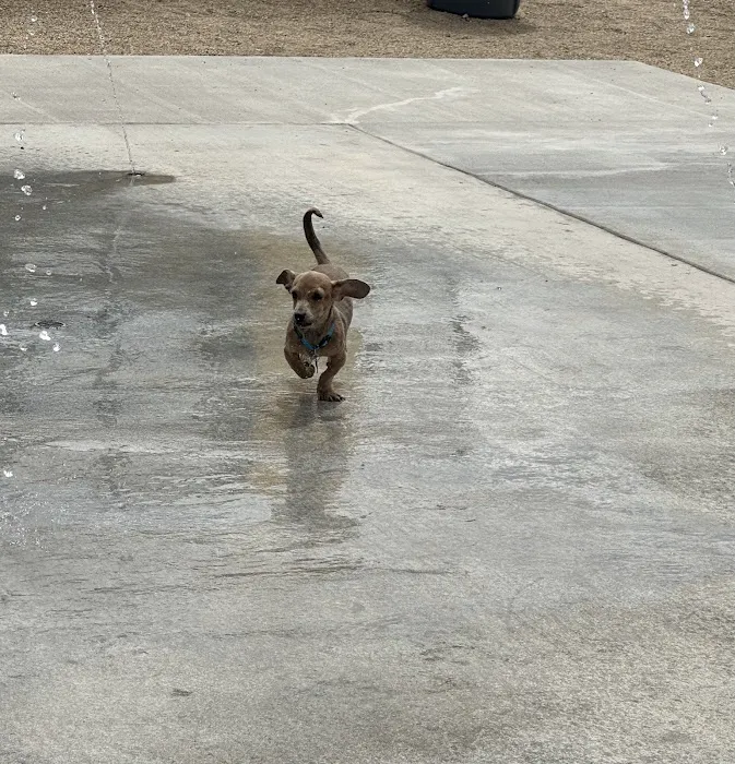 MUTTZ El Paso- Dog Park Bar 7