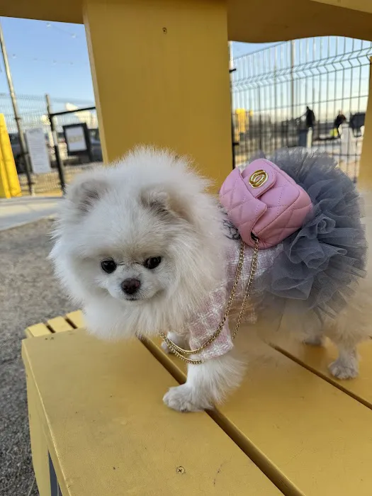 MUTTZ El Paso- Dog Park Bar 5