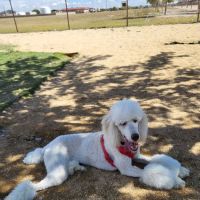 Dog Park ico
