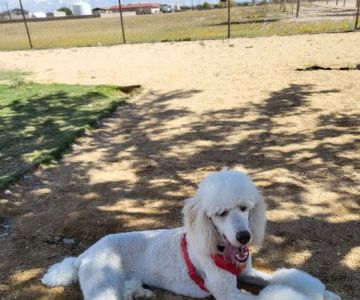 Dog Park