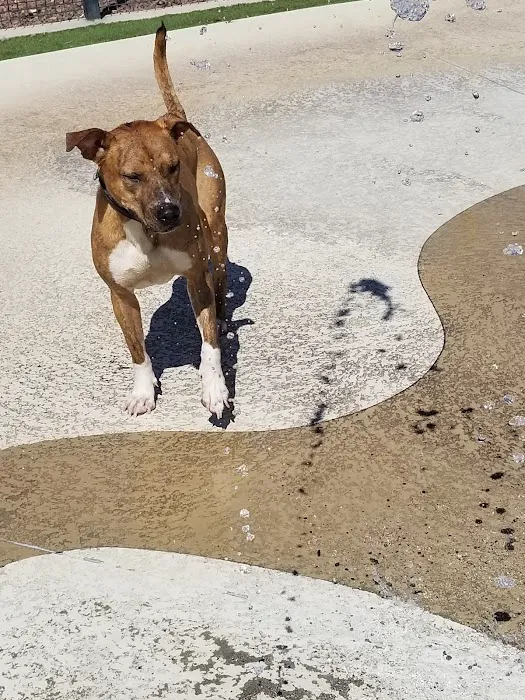 Pavo Real Splash Park/Dog Water Park 6