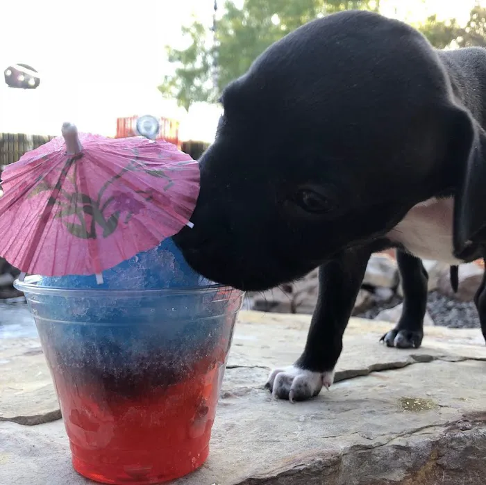 Gringo’s Bark Park 6