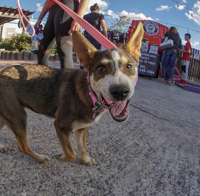 Gringo’s Bark Park 8